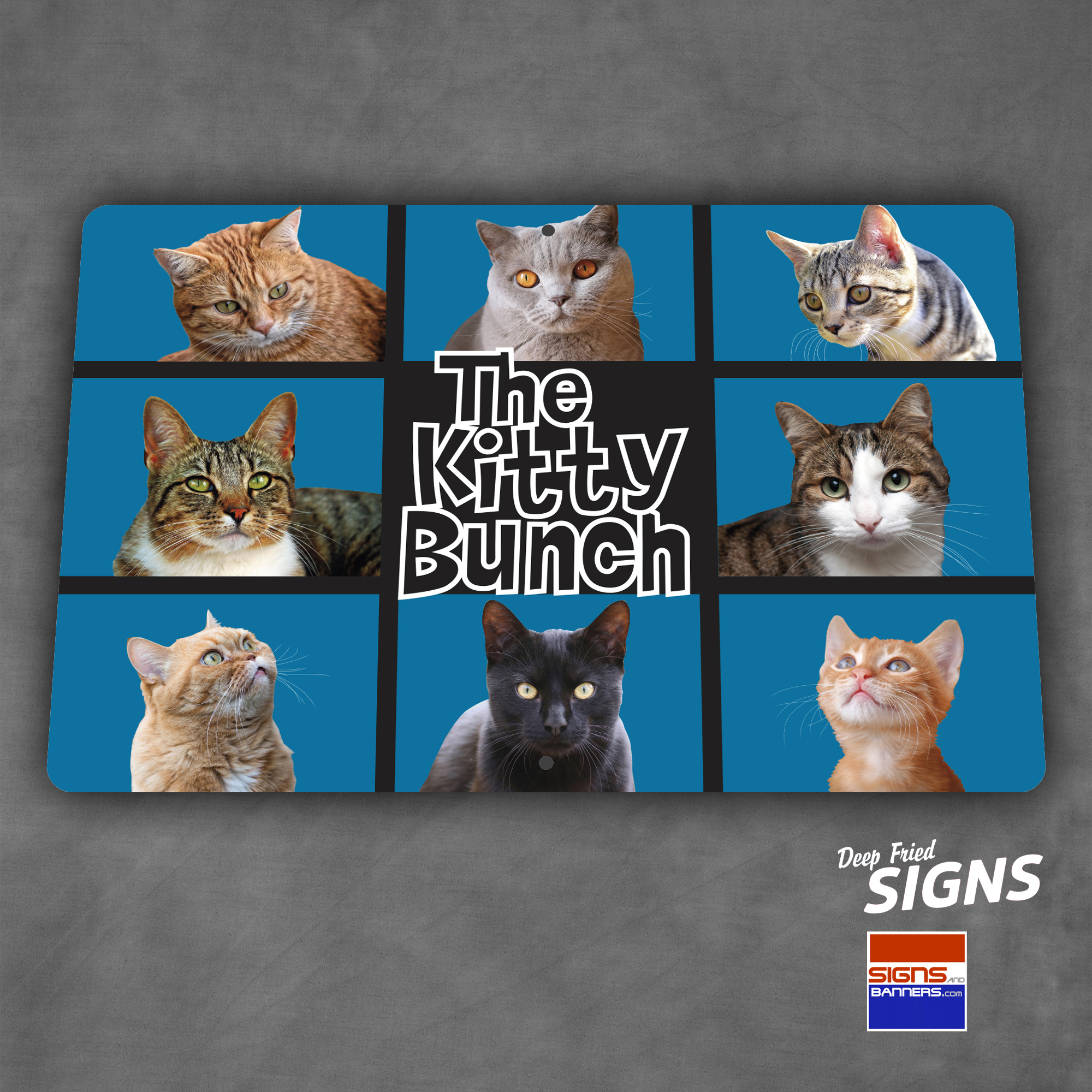 Kitty Bunch
